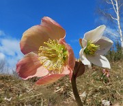 52 Helleborus niger (Ellebori) verso la fruttescenza